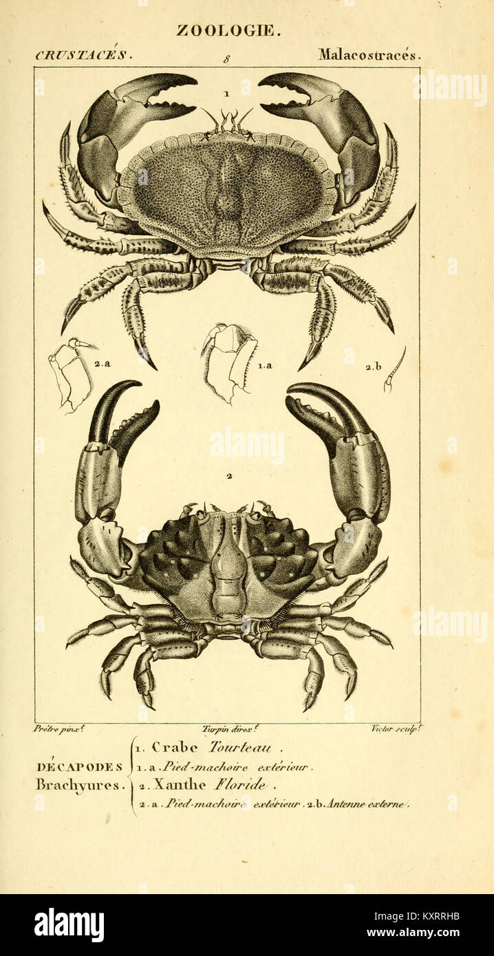 This plate from 'Considerations générales sur la classe des crustacés ...