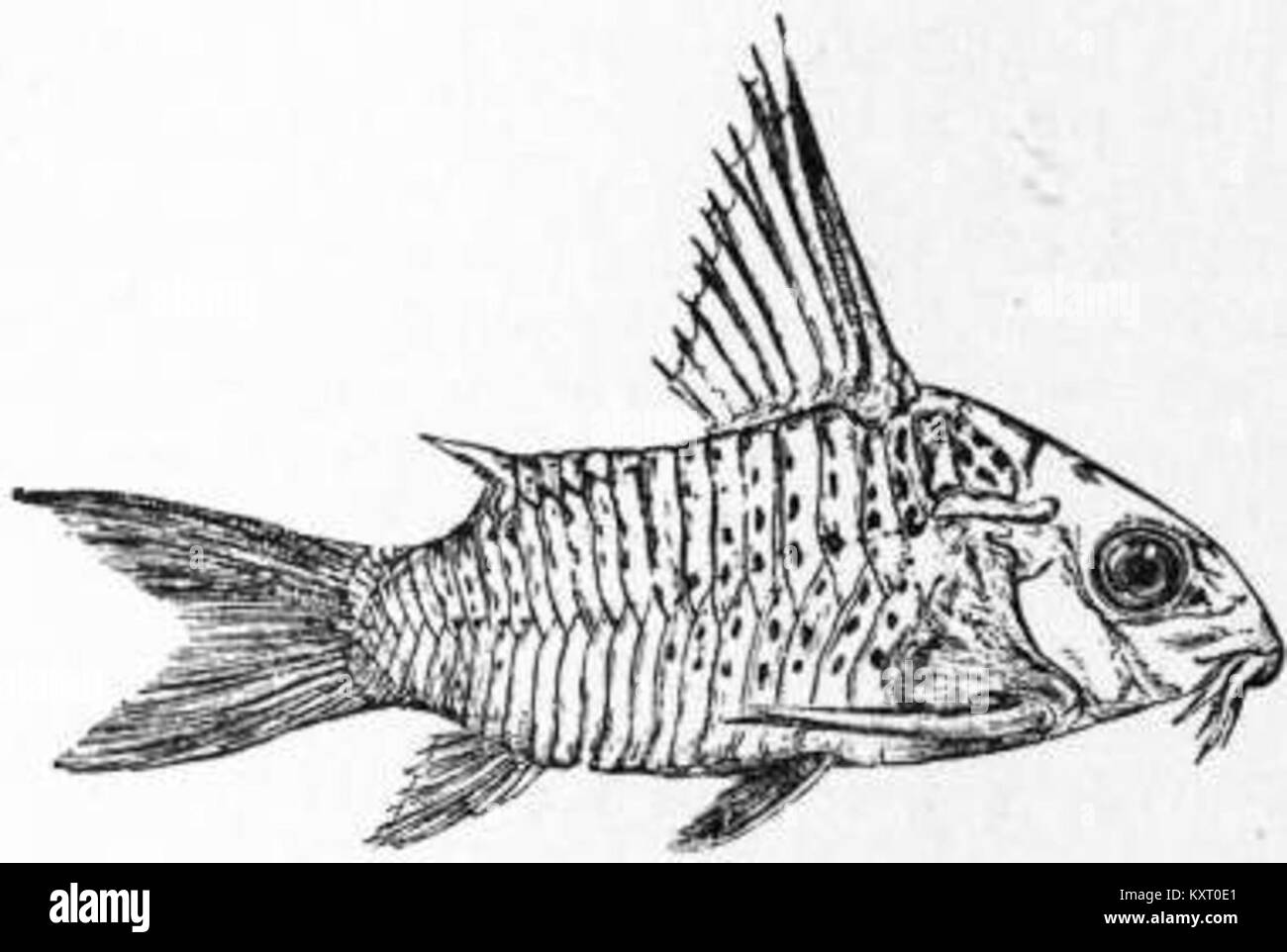 EB1911 Cat-fish Fig. 4.—Callichthys armatus Stock Photo