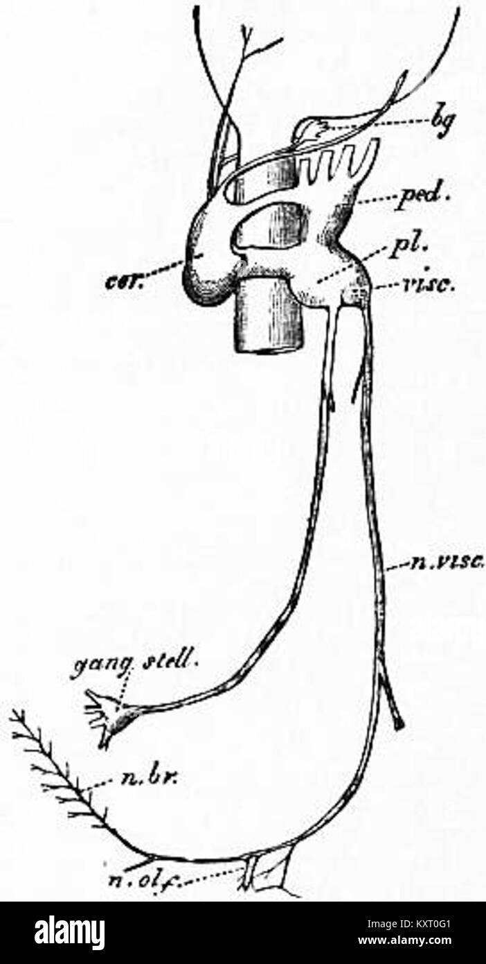 A 1911 Encyclopaedia Britannica scientific illustration showing the ...