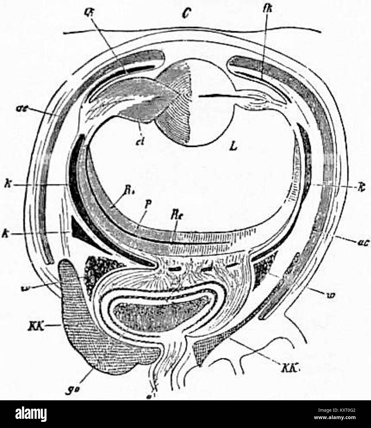 Animal eye diagram hi-res stock photography and images - Alamy, image size:1204x1390