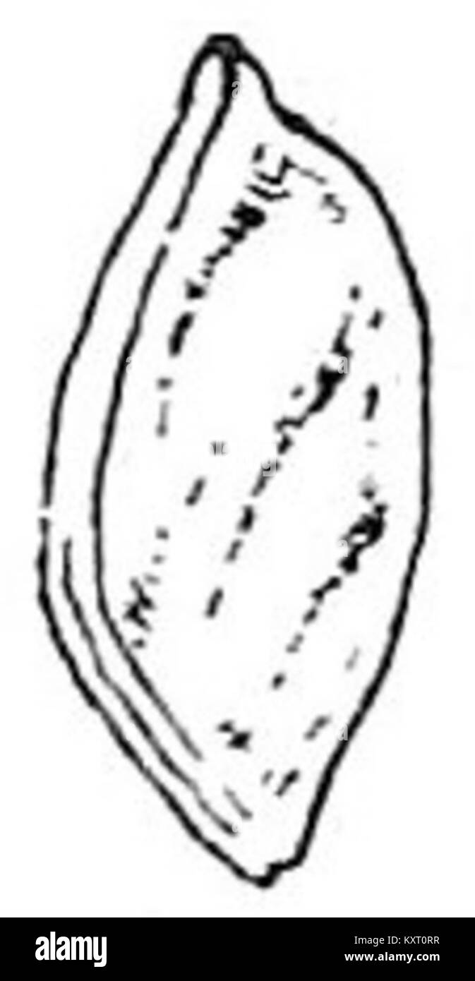 EB1911 Fruit - anatropal seed of Citrus aurantium (entire) Stock Photo