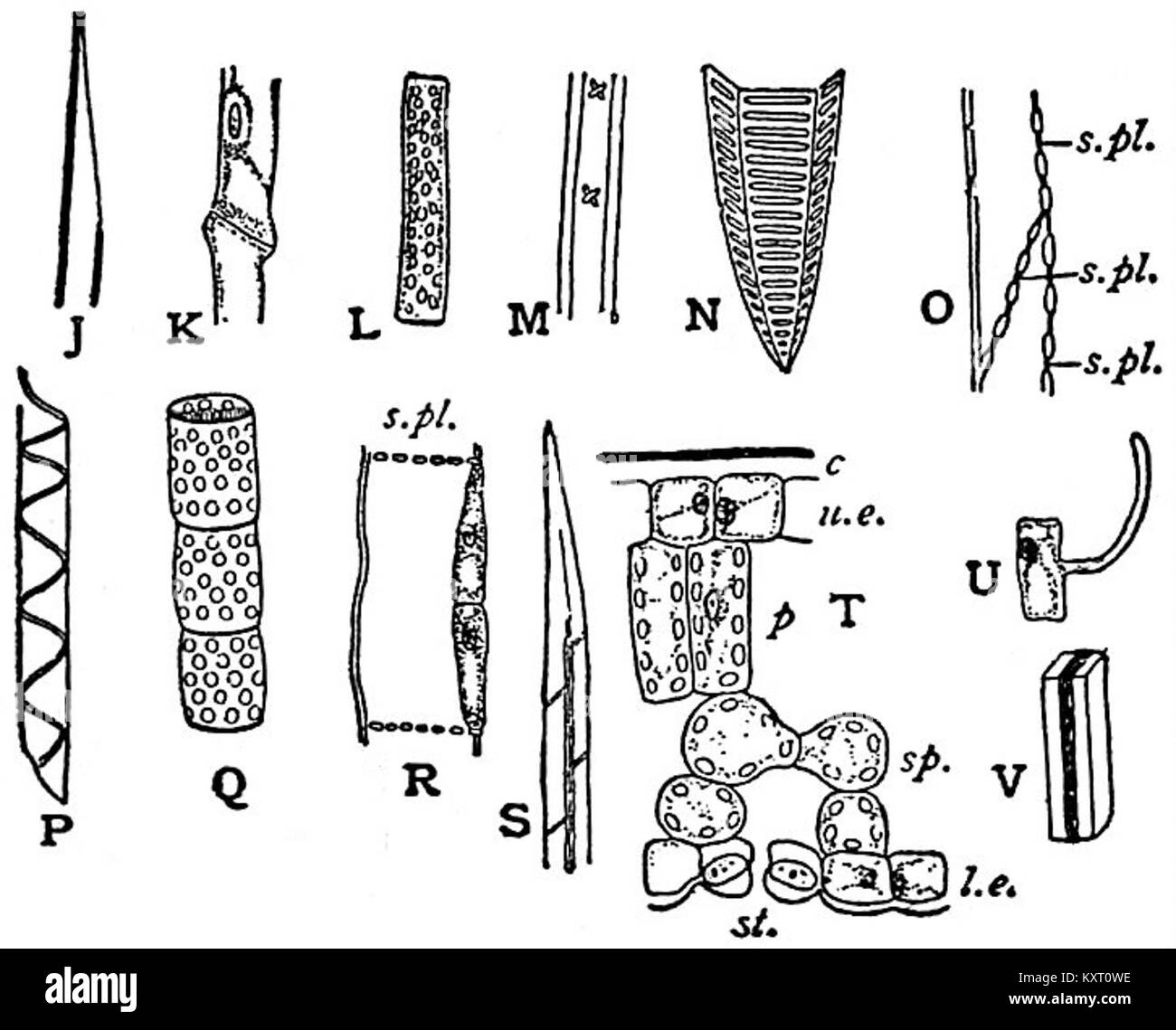 Variations of plant anatomy Black and White Stock Photos & Images - Alamy