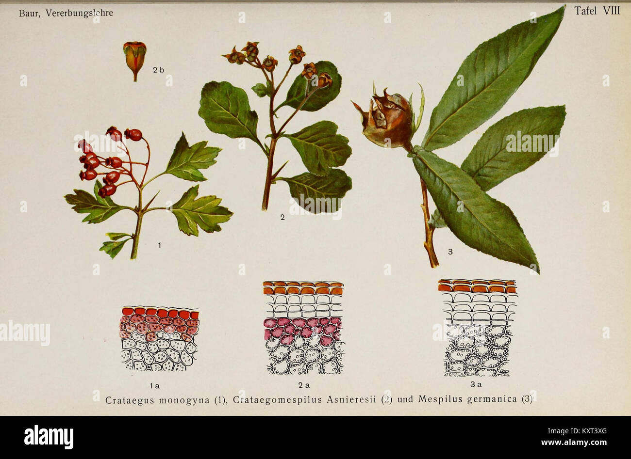 Einführung in die experimentelle Vererbungslehre (17912615796) Stock Photo