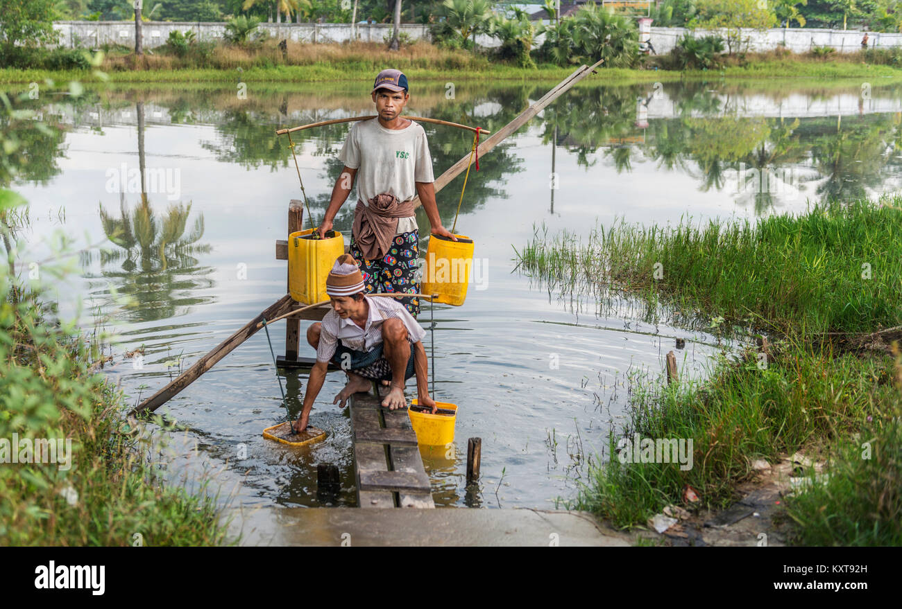 Men collecting water from pond in Yangon, Myanmar Stock Photo