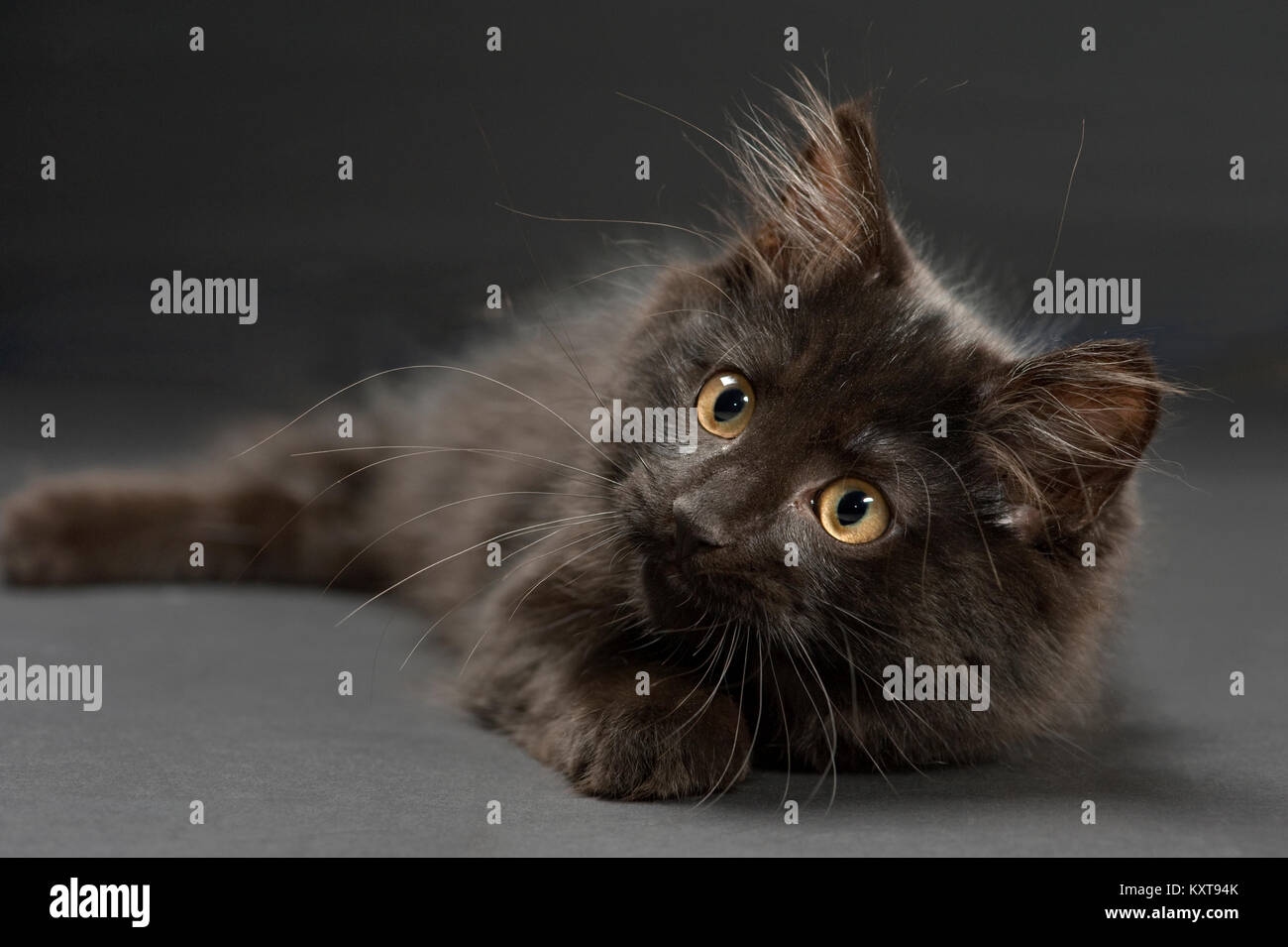 Beautiful four month old all black long haired kitten Stock Photo - Alamy Beautiful four month old all black long haired kitten Stock Photo - Alamy