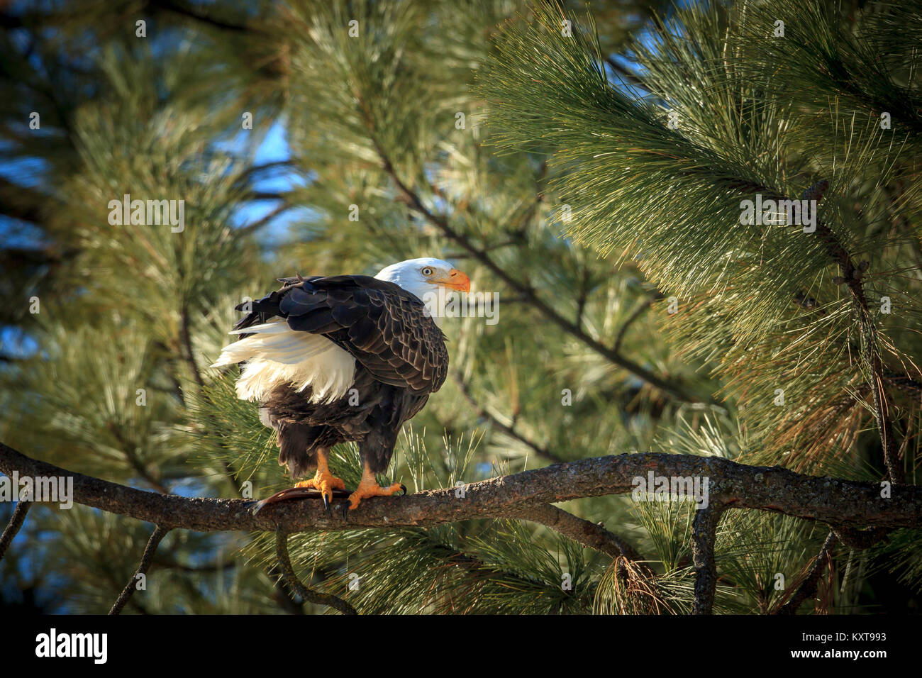 A beautiful bald eagle is perched on a branch near Coeur d'Alene, Idaho Stock Photo Alamy