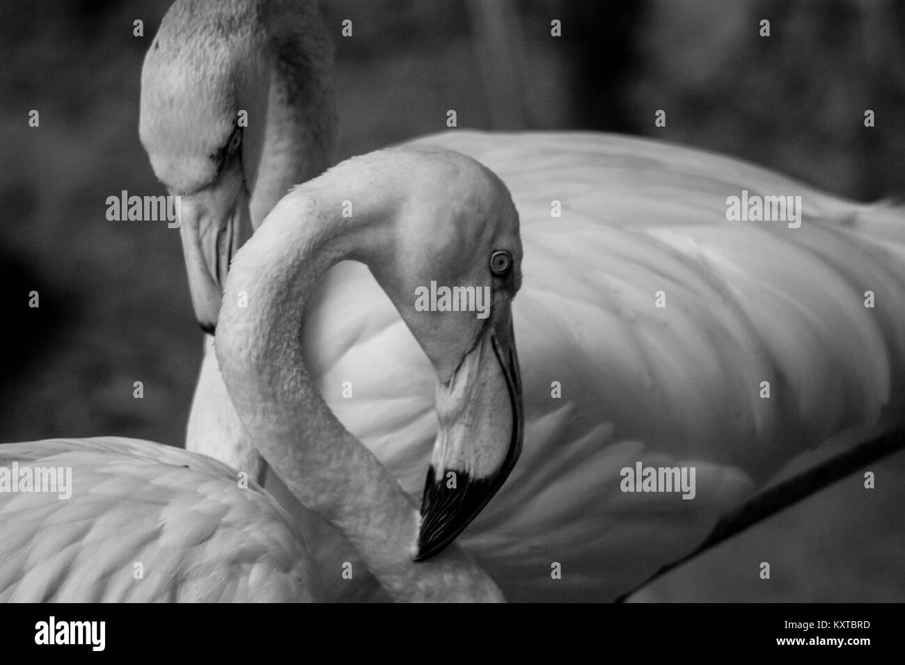American Flamingos  /  Black and white art photography Stock Photo
