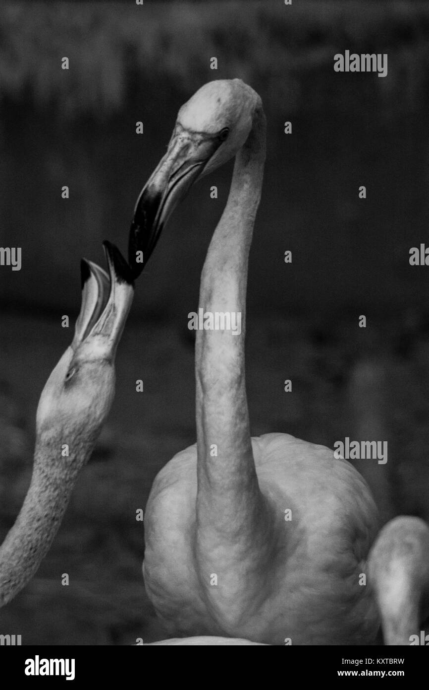 American Flamingos  /  Black and white art photography Stock Photo