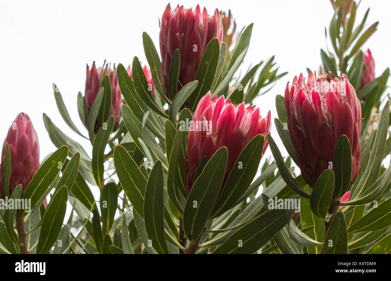 Red large tropical Protea sugarbush flower blossoms against green leaves Stock Photo
