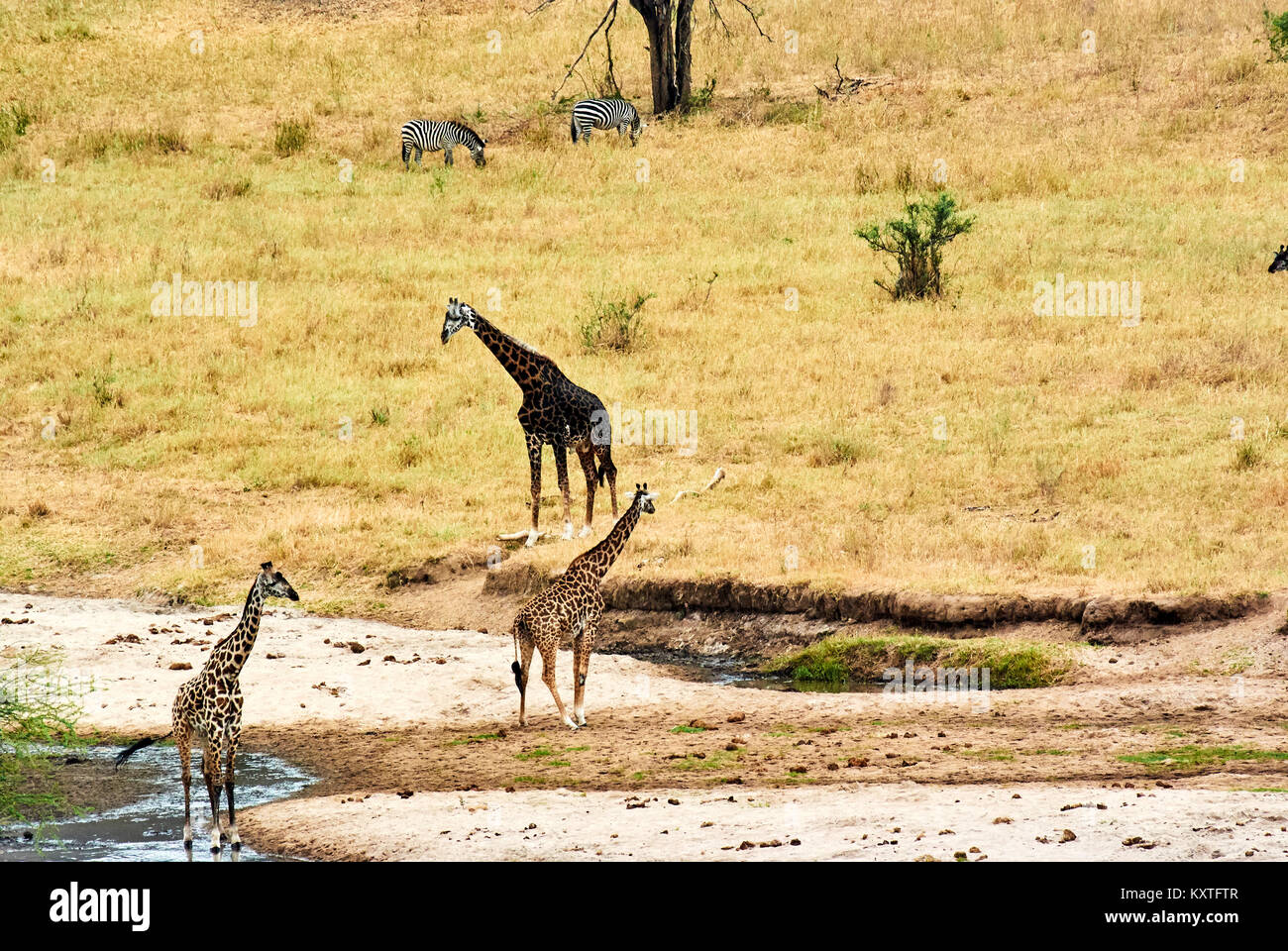 Giraffes running serengeti hi-res stock photography and images - Alamy
