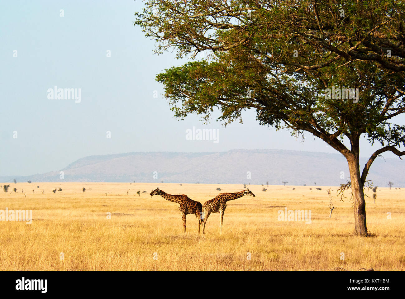 Giraffes running serengeti hi-res stock photography and images - Alamy