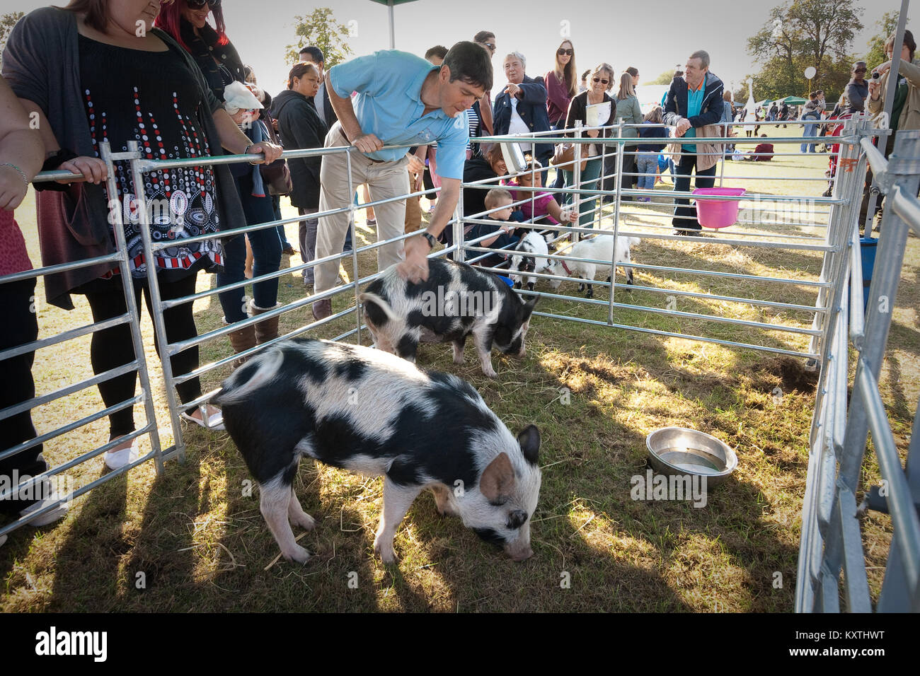 Children's farm animals at fair on Lordship Recreation Ground, Tottenham, London Stock Photo