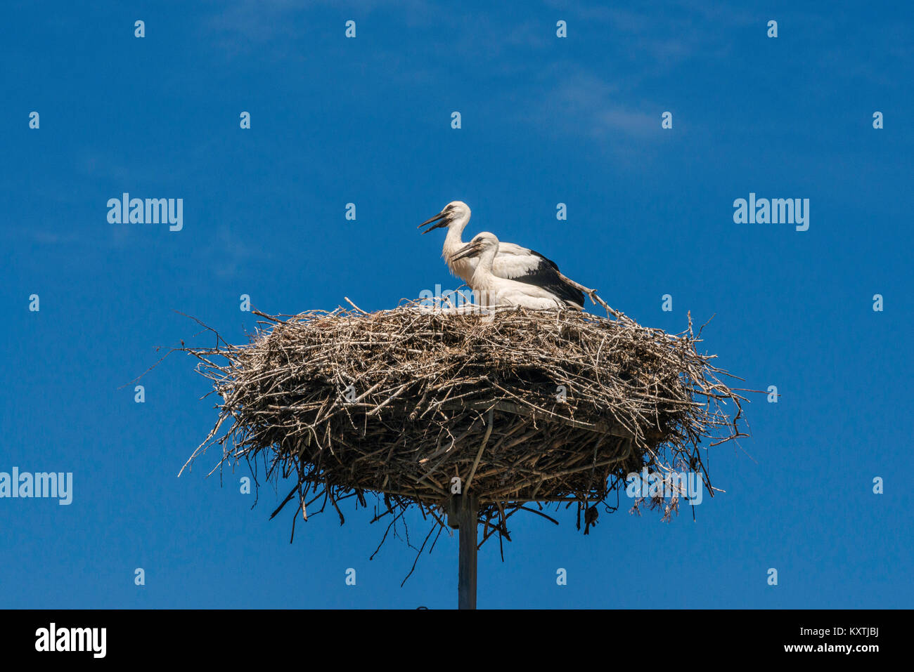white-storks-ciconia-ciconia-nesting-at-platform-installed-for-them