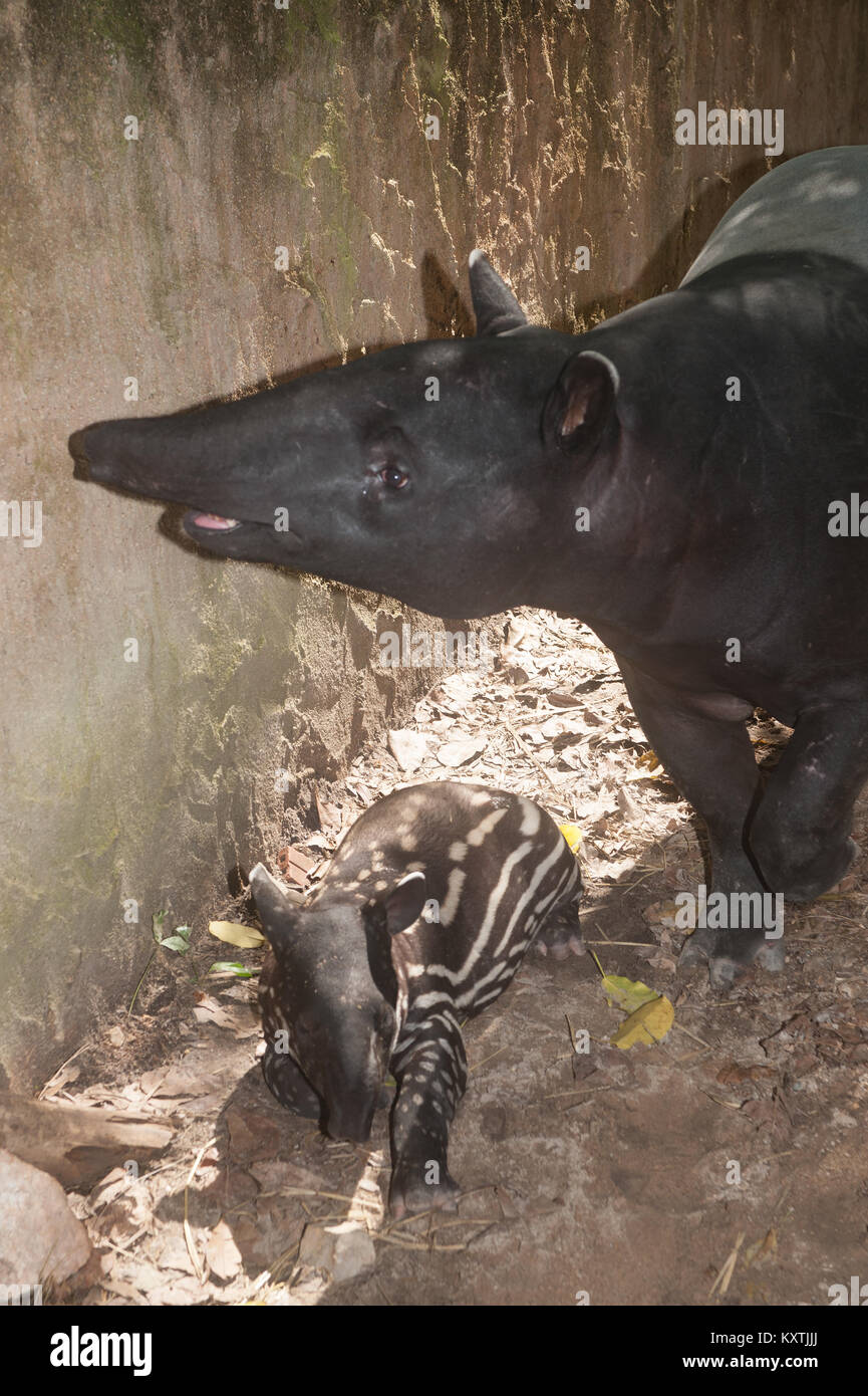 Tapir baby hi-res stock photography and images - Page 3 - Alamy