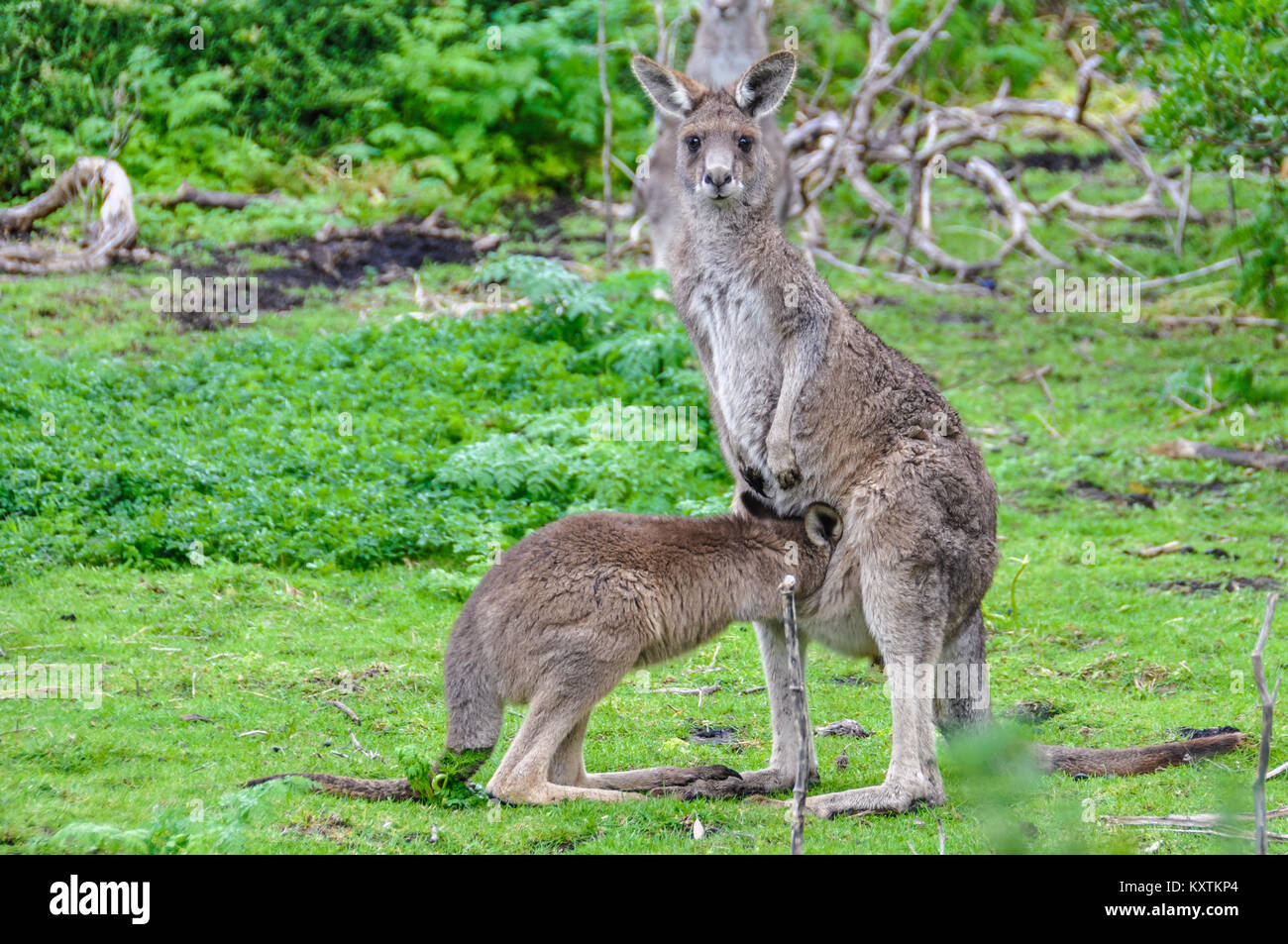 Kangaroo mother and baby on the Great Ocean Road in Australia