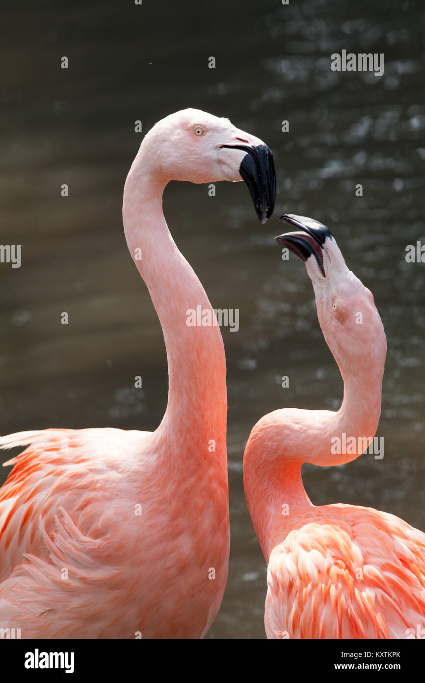Chilean Flamingos (Phoenicopterus chilensis). Confrontation over nesting site. Stock Photo