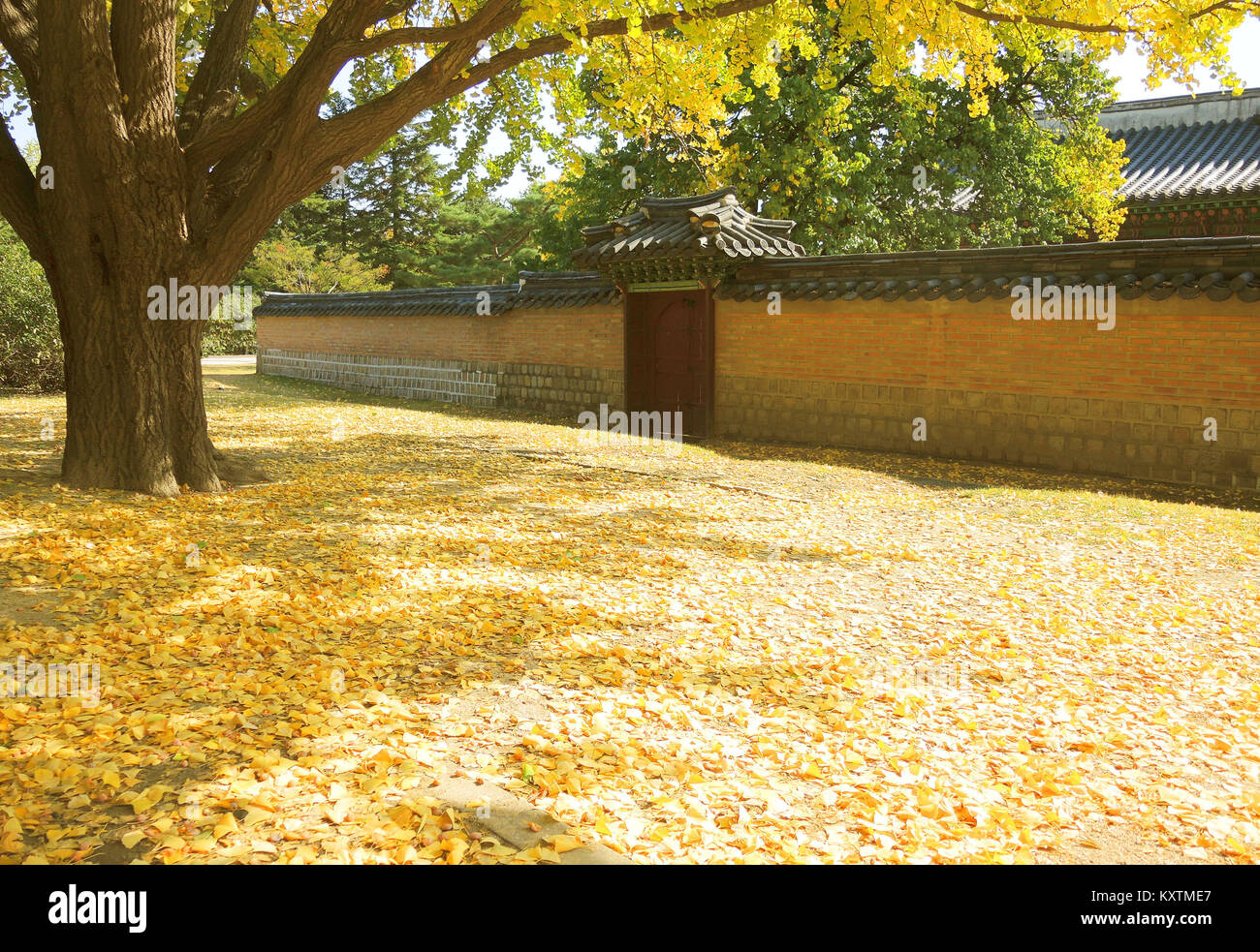 Golden ginkgo leaves on the ground in Korean autumn Stock Photo - Alamy