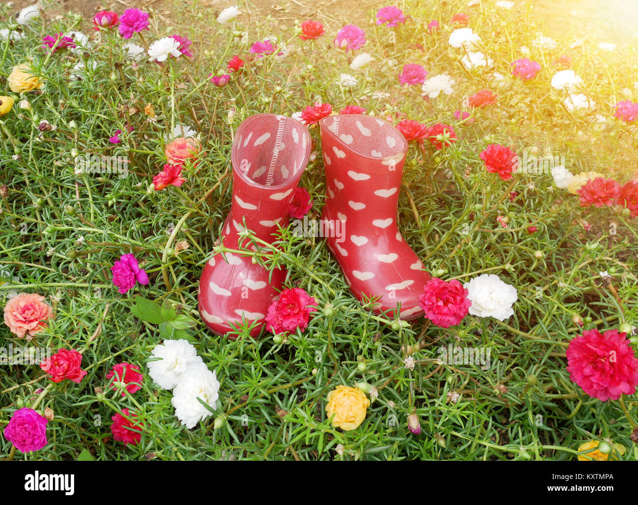 Red rubber children boots on flower summer garden Stock Photo - Alamy