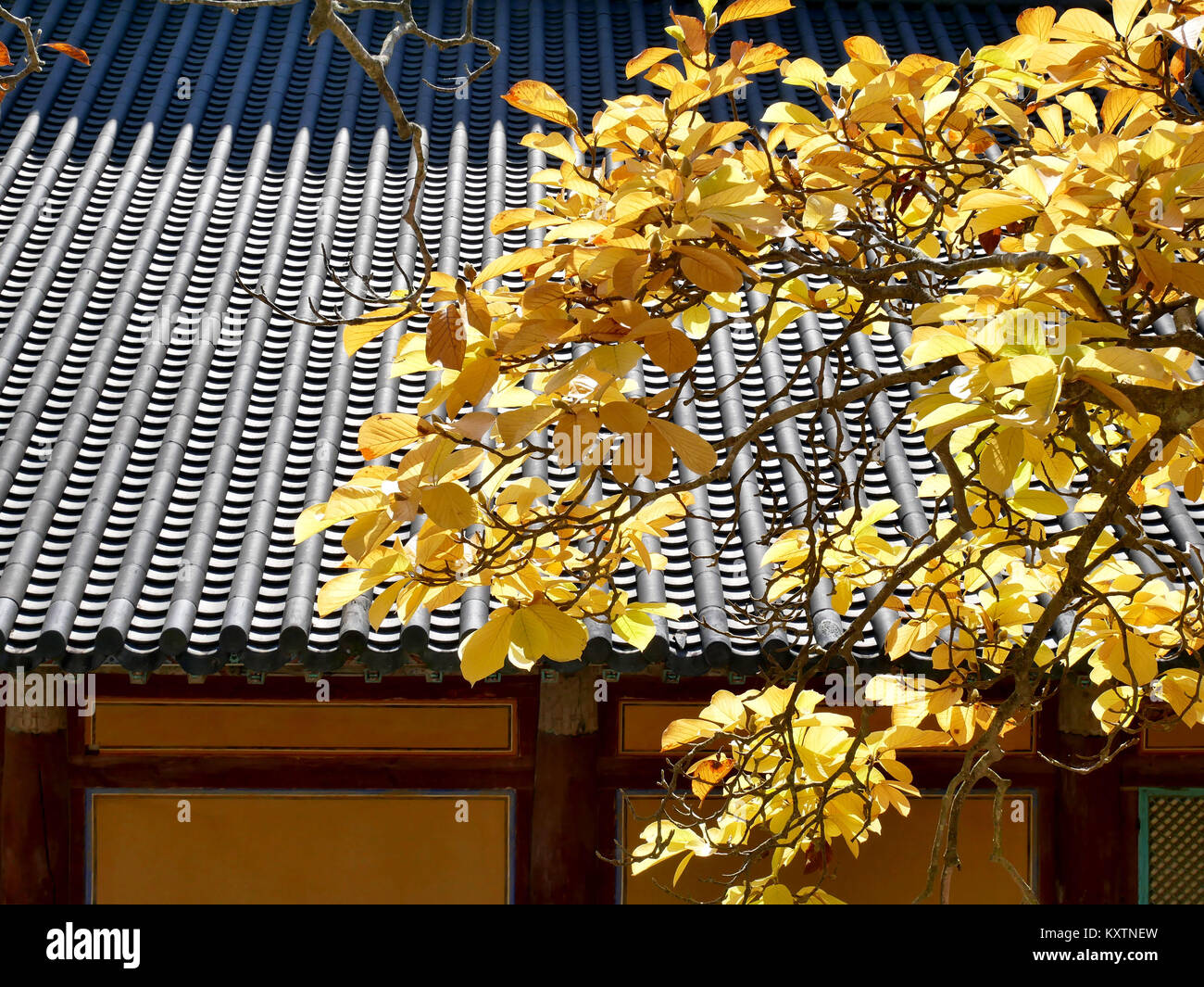 Autumn yellow leaves in korea on the Korean traditional style roof  background. Stock Photo