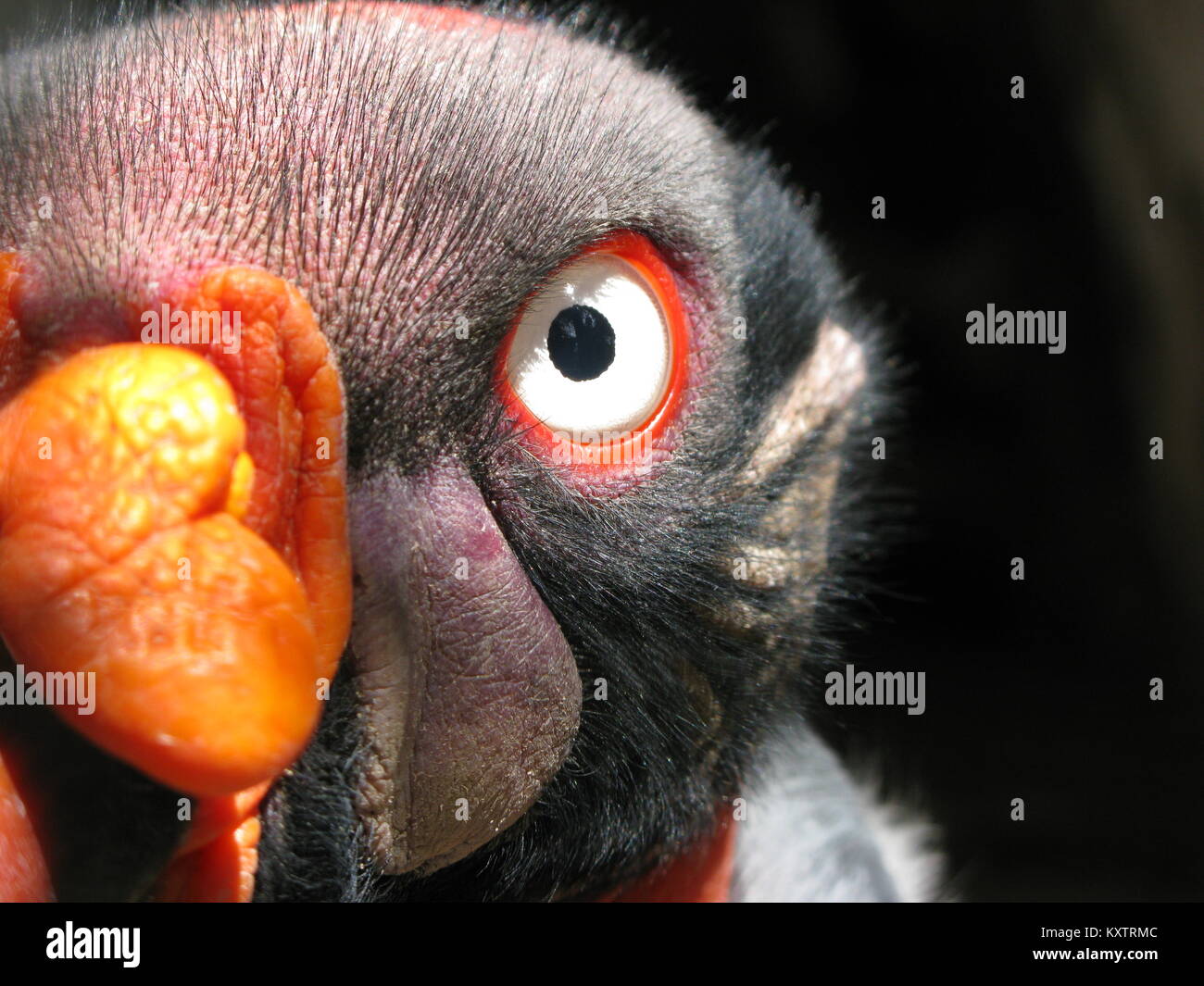 king vulture (Sarcoramphus papa)   super close up look camera Stock Photo