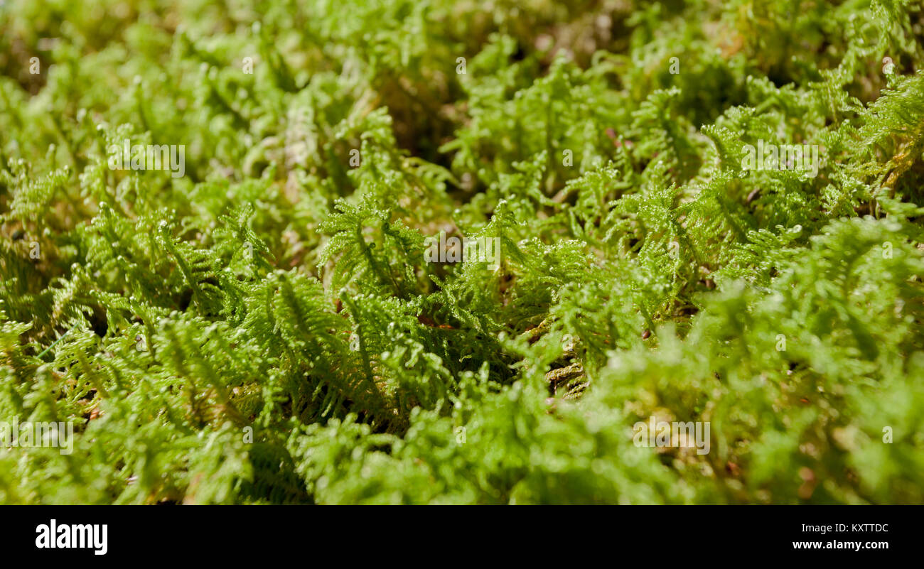 Green forest moss on hi-res stock photography and images - Alamy