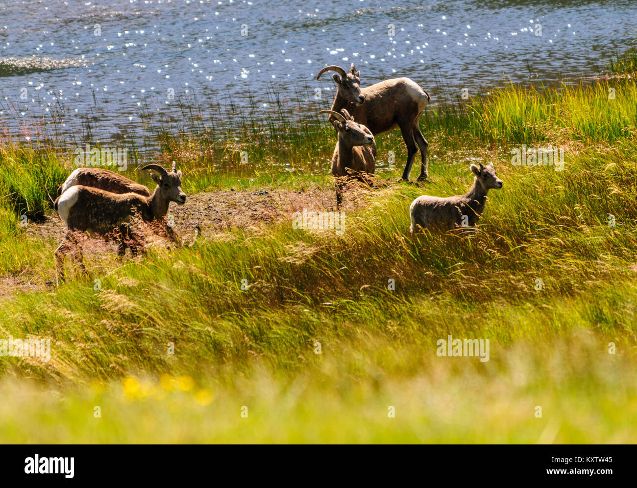 Big horn sheep in Colorado Stock Photo Alamy