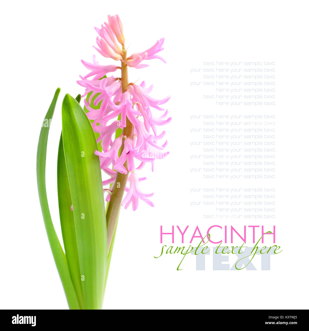 Pink hyacinth isolated on white background Stock Photo Alamy