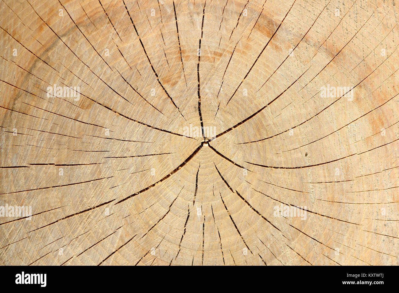 Wood texture of tree stump with cracks in brown tone for background ...