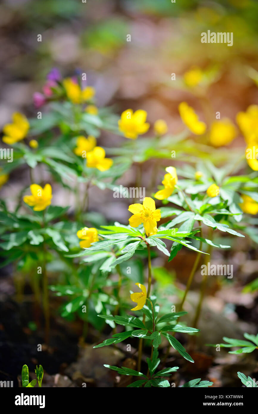 The yellow wood anemone (in Latin: Anemone Ranunculoides) blooms in the ...