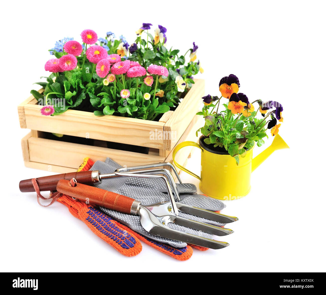 Gardening tools and spring flowers on a white background Stock Photo