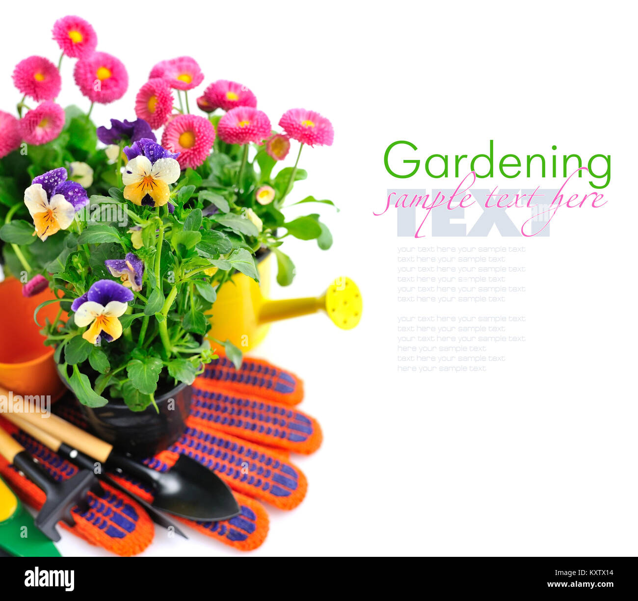 Gardening tools and spring flowers on a white background Stock Photo