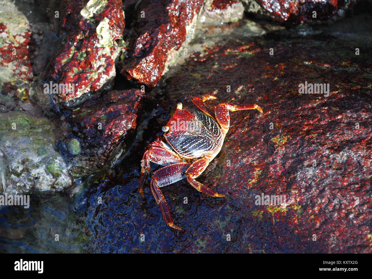 Caribbean crab hi-res stock photography and images - Alamy