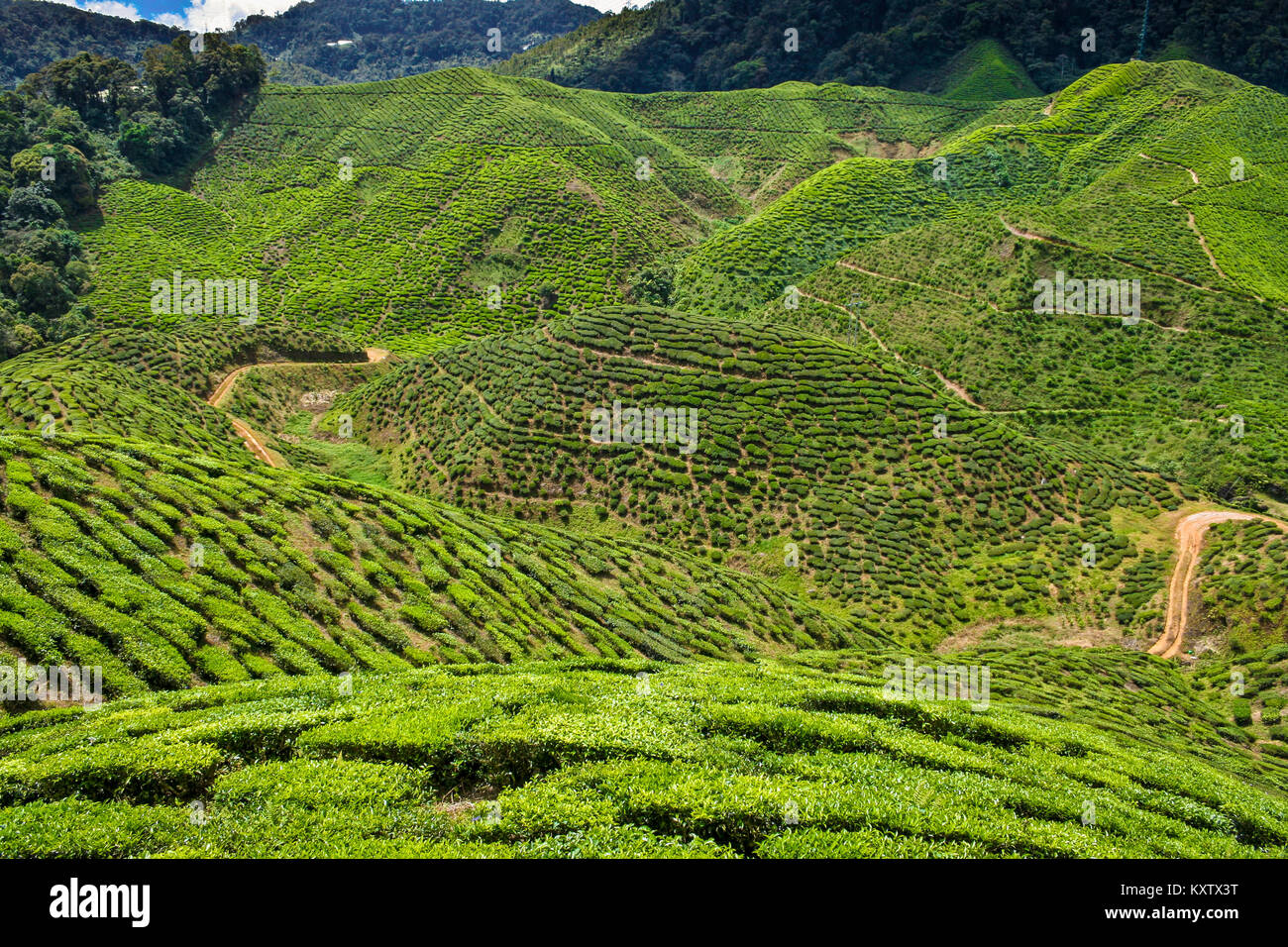 Beautiful View Of The Bharat Tea Plantation With Its Tea Shrubs At The Cameron Valley In Cameron Highlands Pahang Malaysia Stock Photo Alamy
