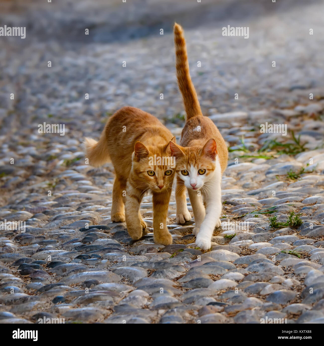 Two cute companioned cat kittens team up and walking side by side the same stony cobblestone path, Rhodes, Greece. Stock Photo