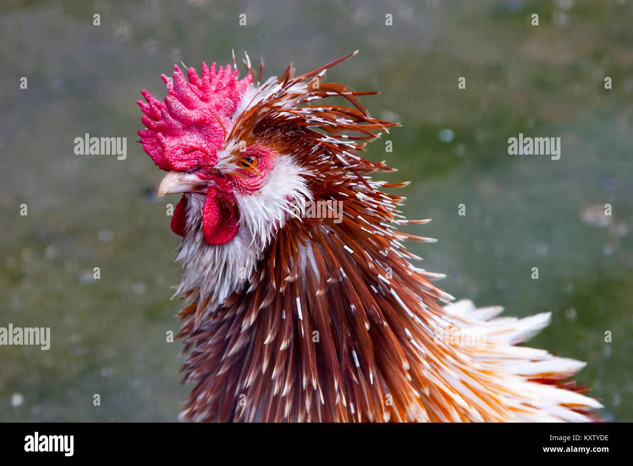 Red Roster portrait Stock Photo - Alamy