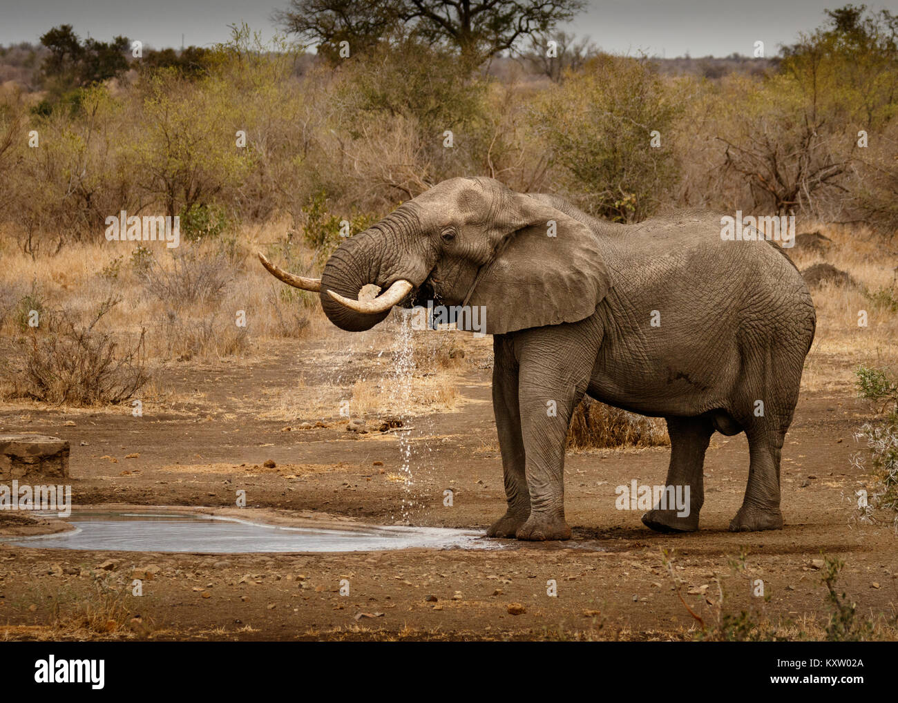 Lone Elephant Bull at Waterhole Stock Photo