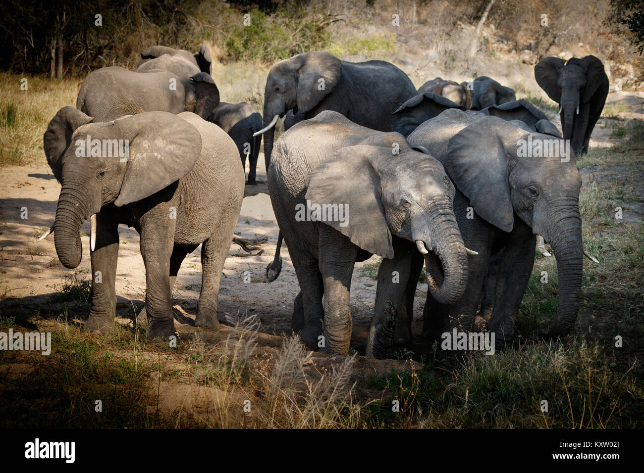 Elephant Herd in Dry Riverbed Stock Photo