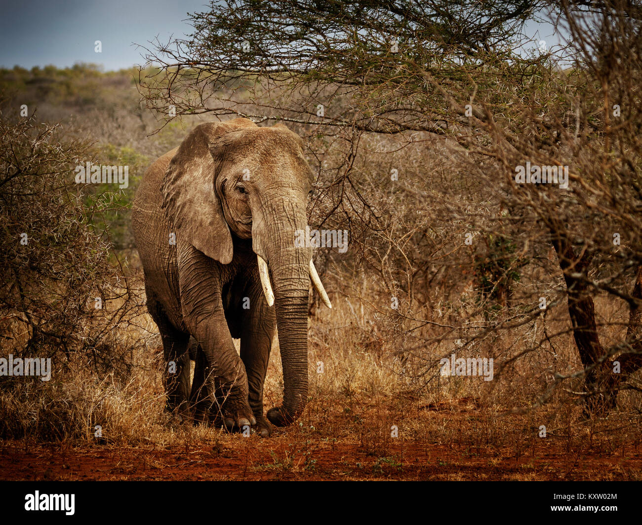 Matriarch Elephant Emerging from the Bush Stock Photo