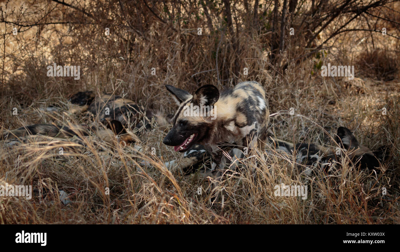 Pack of African Wild Dogs Resting in Shade Stock Photo
