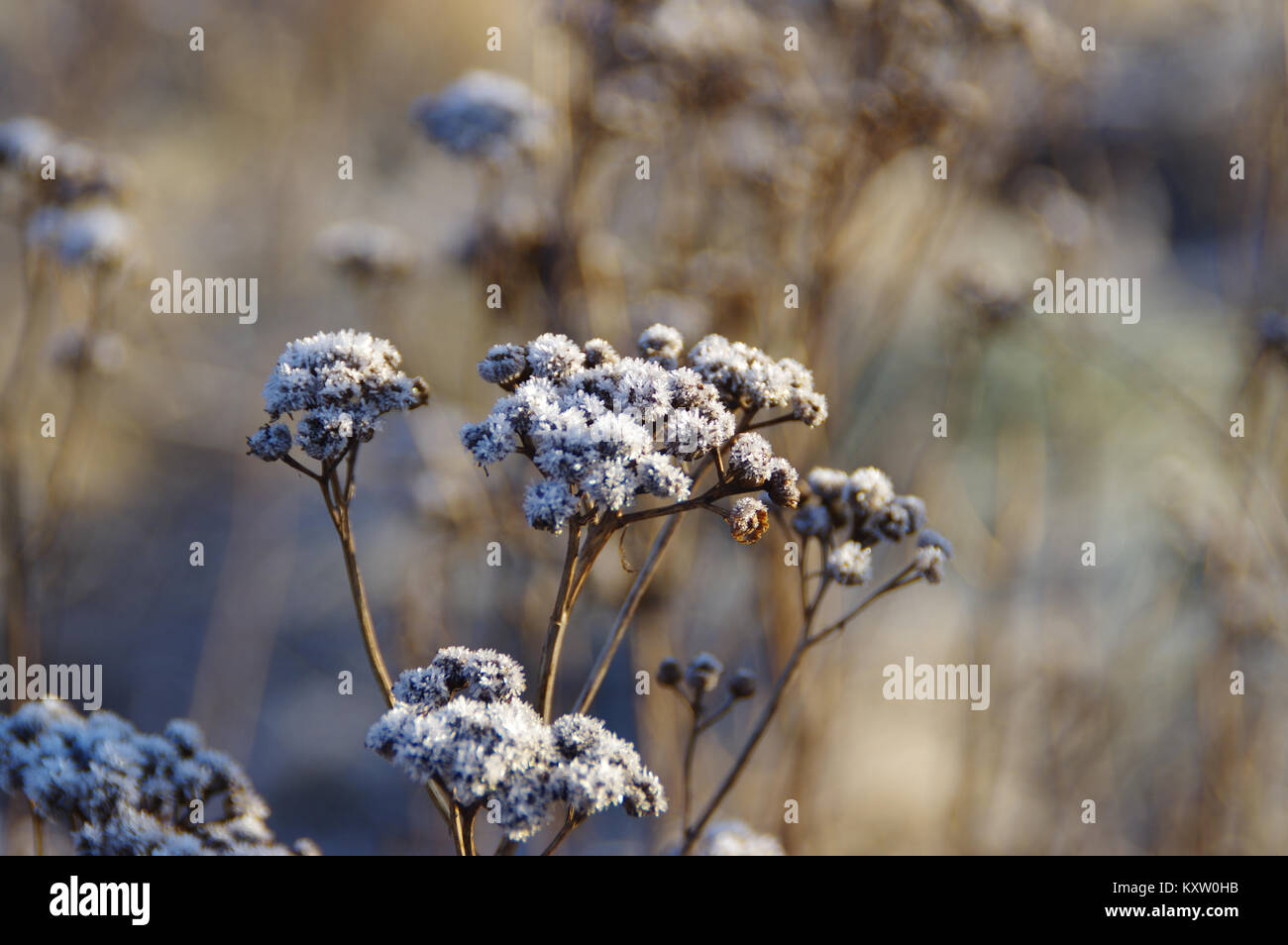 A hoarfrost and crystals on plants stalk on frosted meadow in winter. Brisk morning in sunlight. Stock Photo