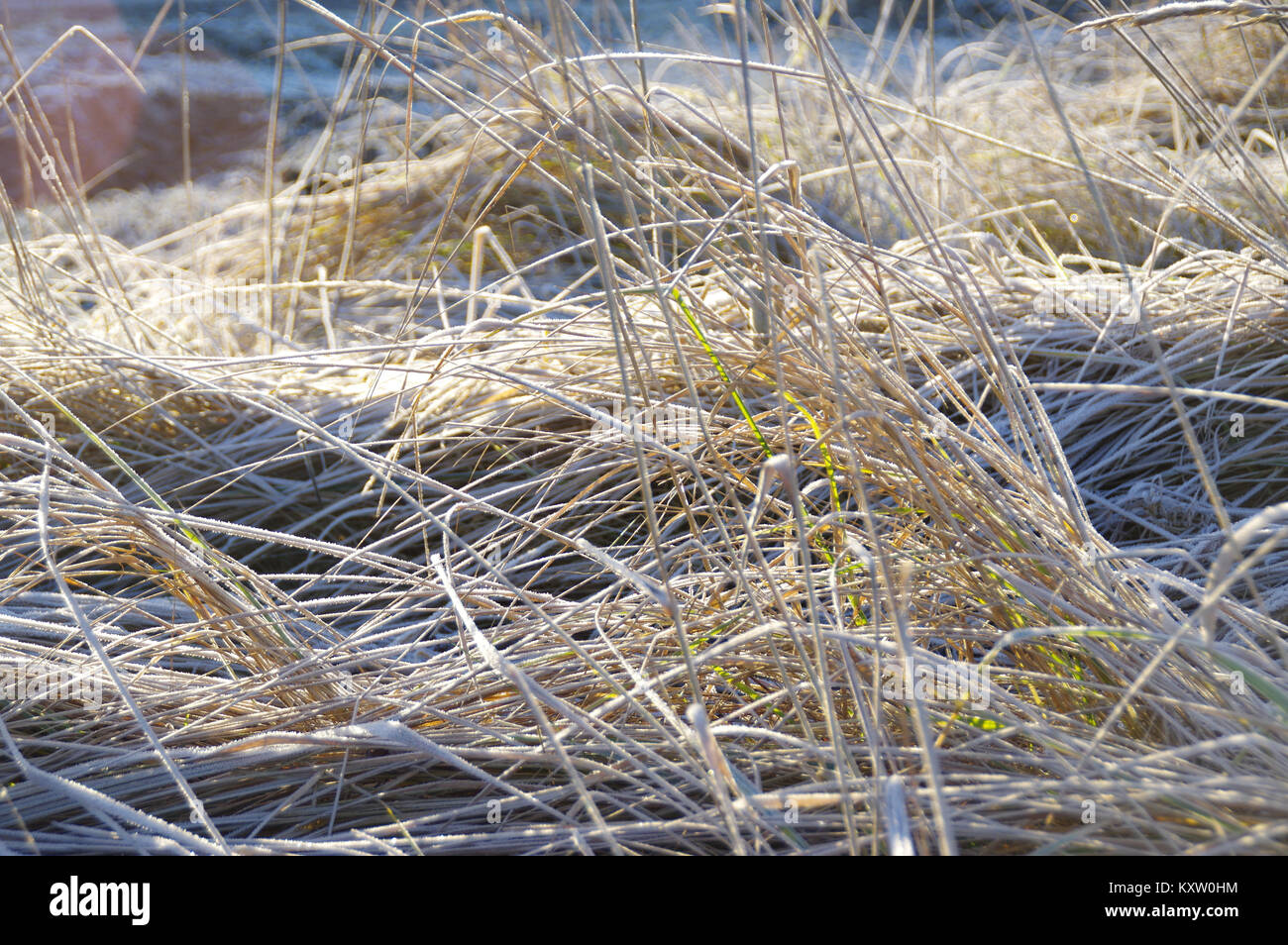 A hoarfrost and crystals on grass stalk on frosted meadow in winter. Brisk morning in sunlight. Stock Photo