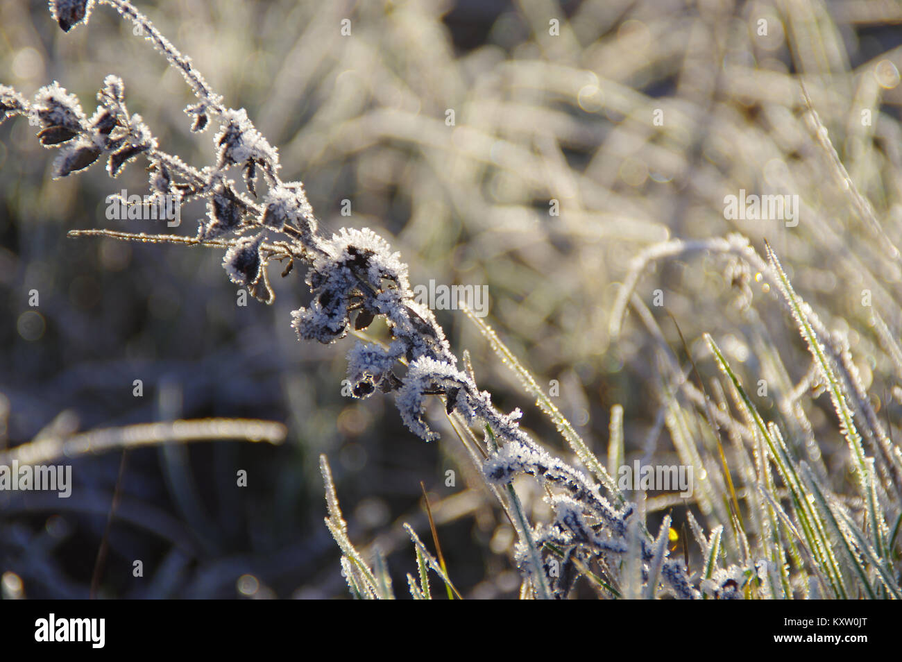 Winter frozen morning in typical season view. A hoarfrost on meadow. Stock Photo