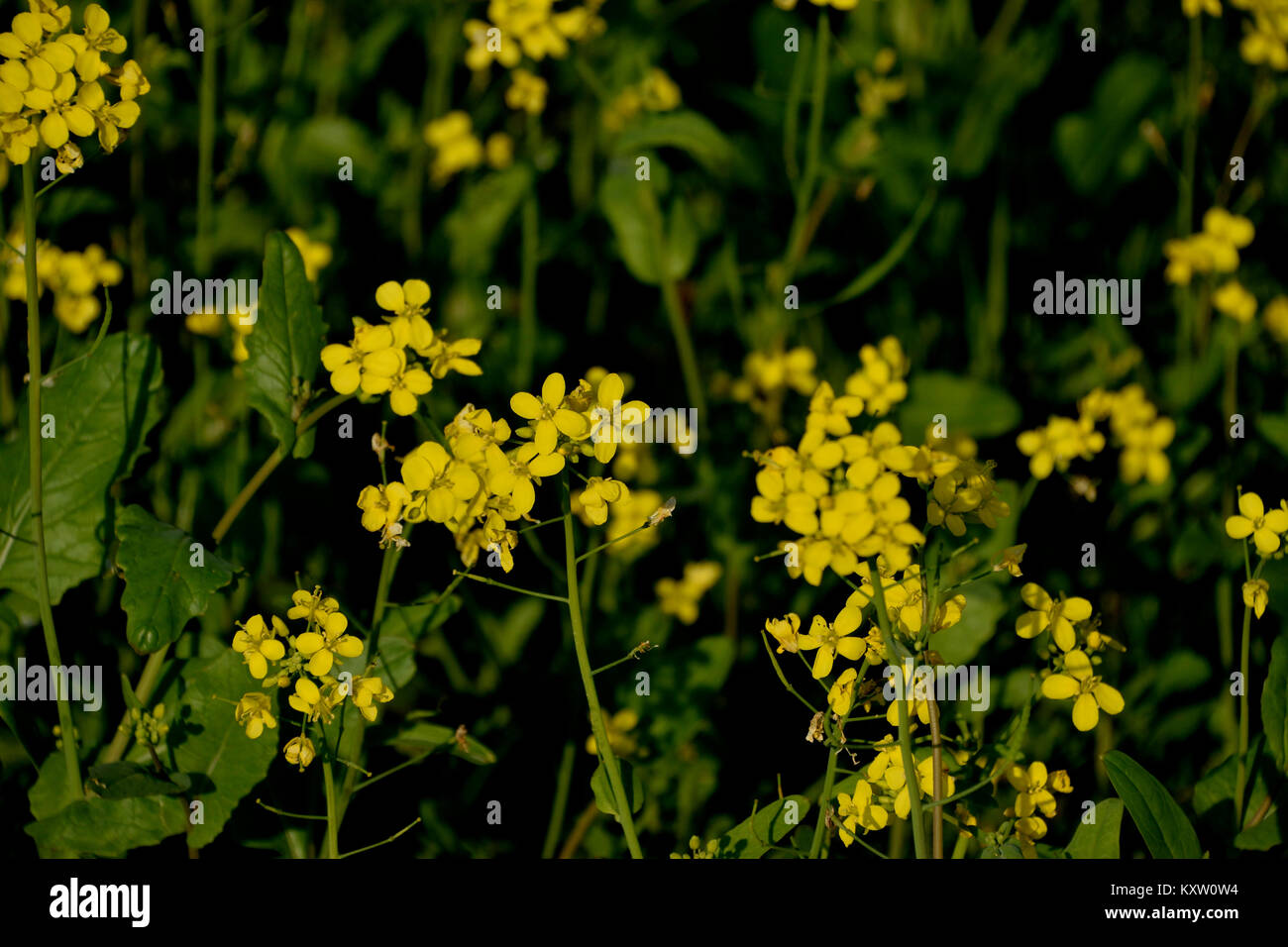 Incredible flowers of india hi-res stock photography and images - Alamy
