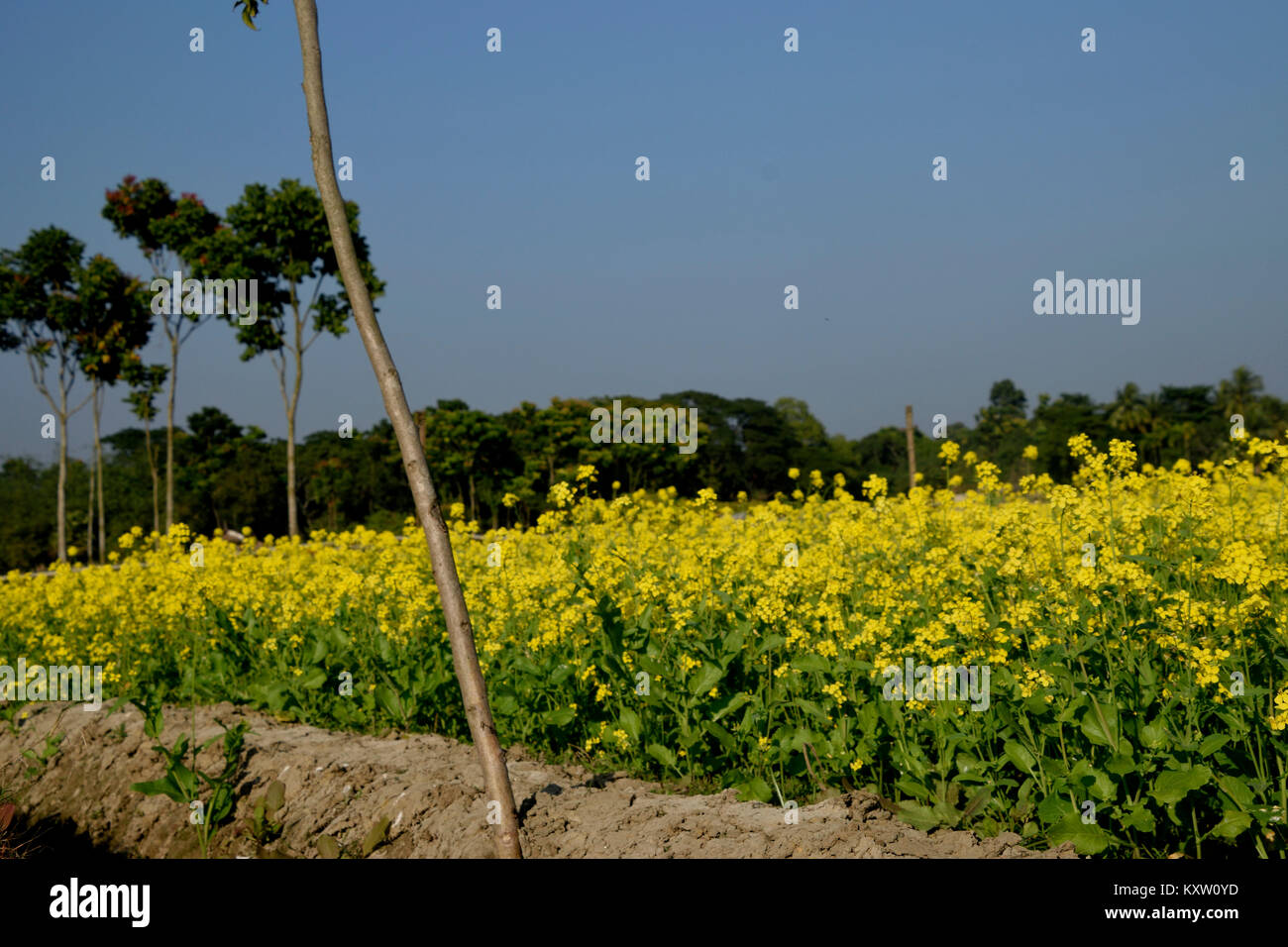 Incredible flowers of india hi-res stock photography and images - Alamy