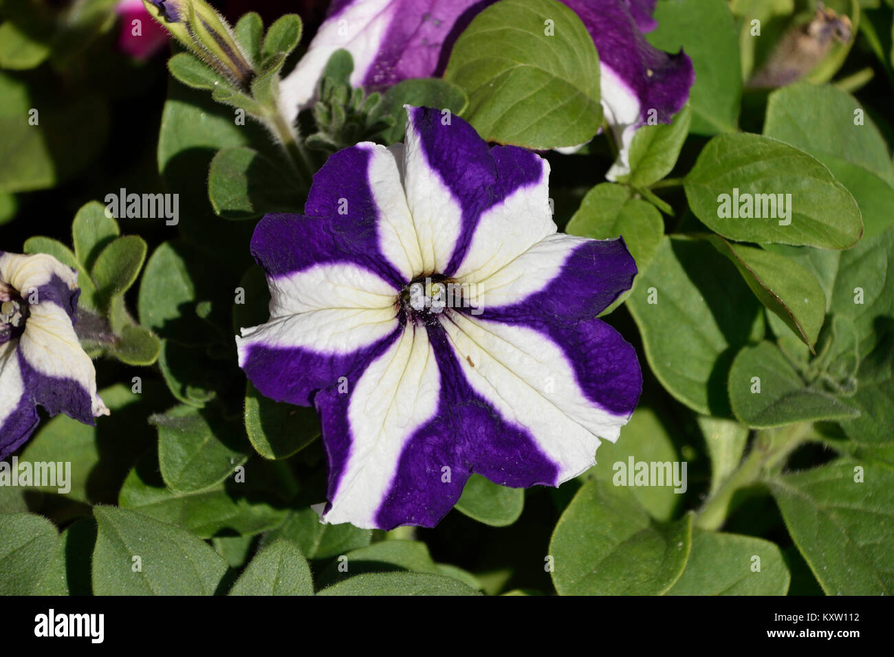 Incredible flowers of india hi-res stock photography and images - Alamy