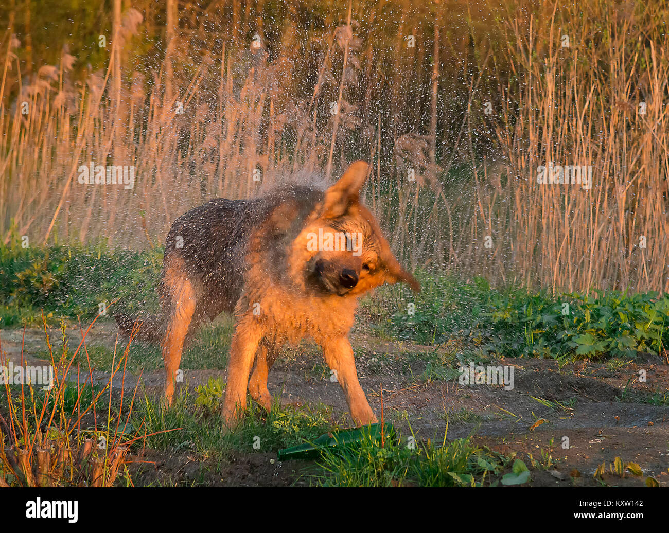 Dog shakes off water Stock Photo