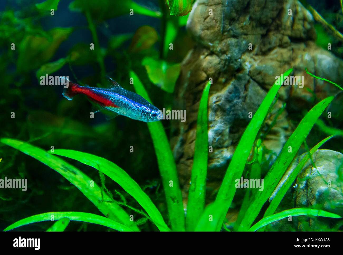 Red neon fish Stock Photo