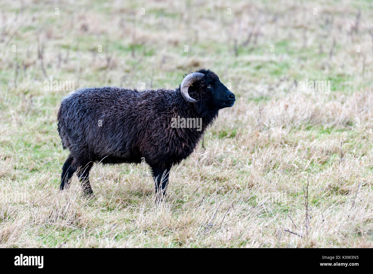 Hebridean Sheep, Widdrington, Northumberland, England, Europe Stock