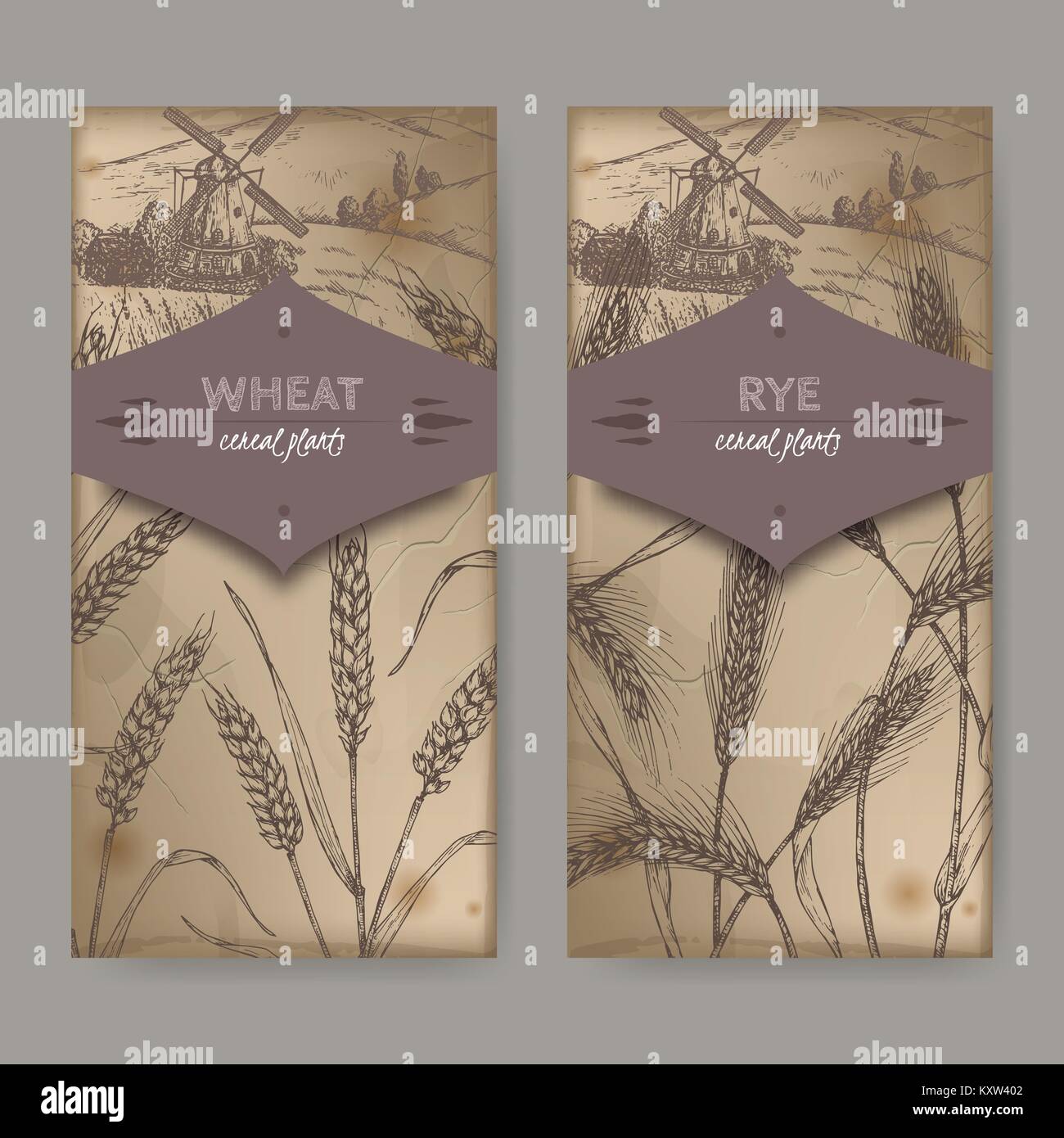 Set of two labels with bread wheat aka Triticum aestivum and rye aka Secale cereale sketch. Cereal plants collection. Stock Vector
