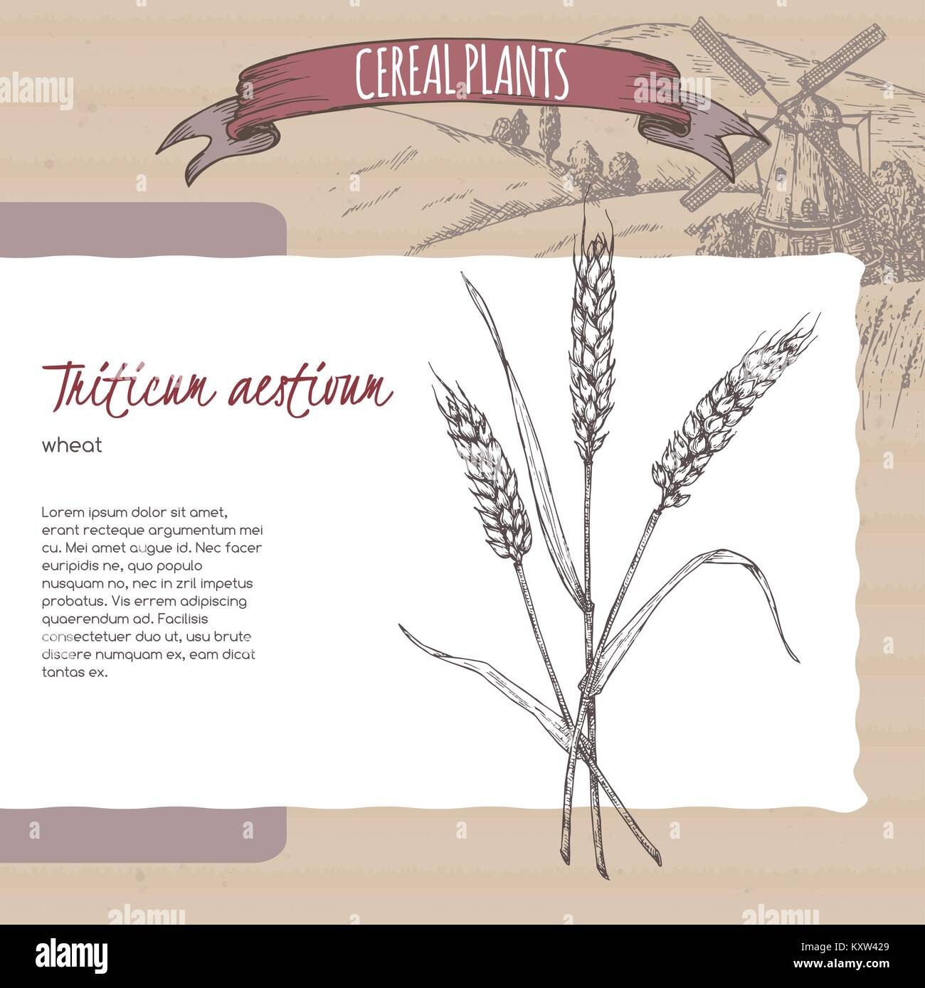Bread wheat aka Triticum aestivum sketch. Cereal plants collection. Stock Vector